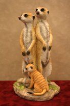 Meerkats x 2 and Pup