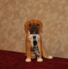 Puppy Boxer with Tie