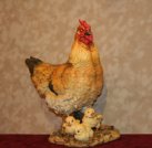 Hen and three chicks NC5170