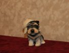 Puppy Terrier with Cap