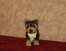 Puppy Terrier with Tie