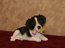 Puppy Spaniel Laying