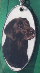 Labrador [2]
