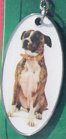 Staffordshire Bull Terrier -[2]