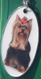 Yorkshire Terrier [2]