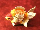 Goldfish [Closed]