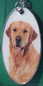 Golden Retriever [2]
