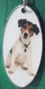 Jack Russell [2]
