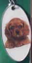 King Charles Spaniel [2]