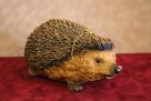 Hedgehog Lge