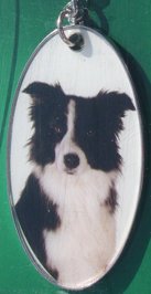 Border Collie [2]