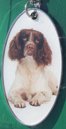 English Springer Spaniel [2]